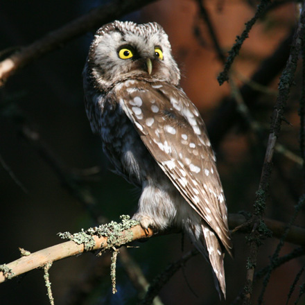 Boreal owl