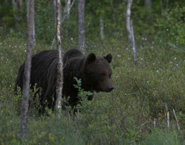 Bear