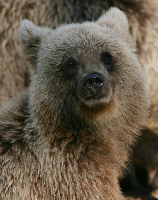 Bear