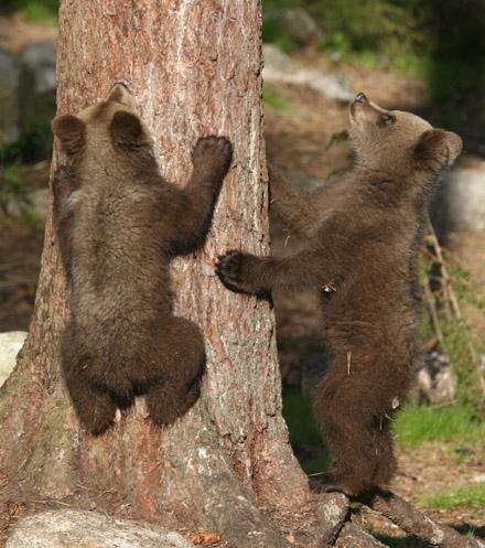 Bear