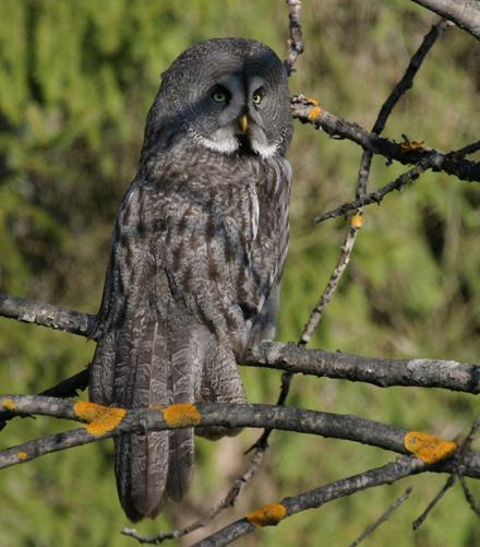 Great gray owl